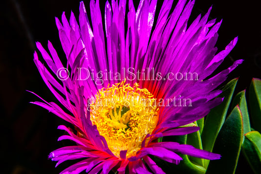 Chilean Sea Fig Dark Scenery Digital, Scenery, Flowers