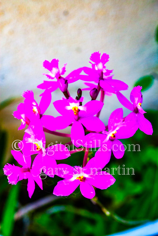 Epidendrum secundum Plant Digital, Scenery, Flowers