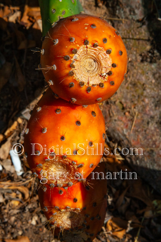 Prickly Pear Cactus Fruit, Scenery, Desert