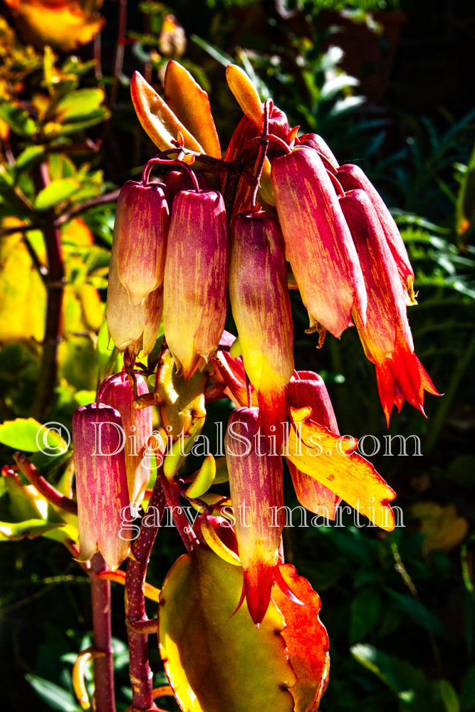 Bryophyllums Digital, Scenery, Flowers