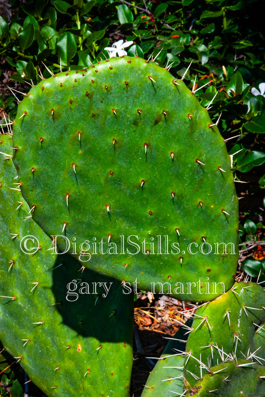 Prickly Pear Cactus Leaf, Scenery, Desert