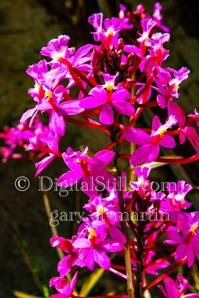 Epidendrum secundum Plant Digital, Scenery, Flowers