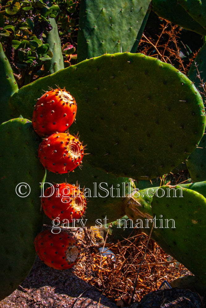 Contrast Pear and Fruit, Scenery, Desert