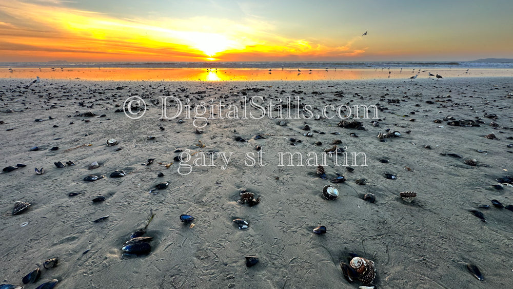 Wide angle of a shell-filled shore, digital sunset