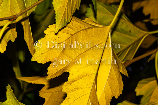 Yellow Leaves Digital, Scenery, Flowers