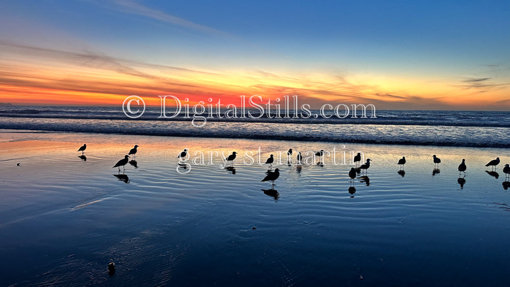 Birds on the blue sand, digital sunset