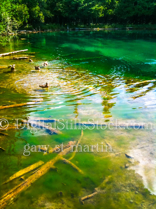 Ducks swimming through the green water, Big Springs, digital Big Springs