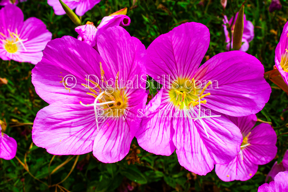  Pink flowers Digital, Scenery, Flowers