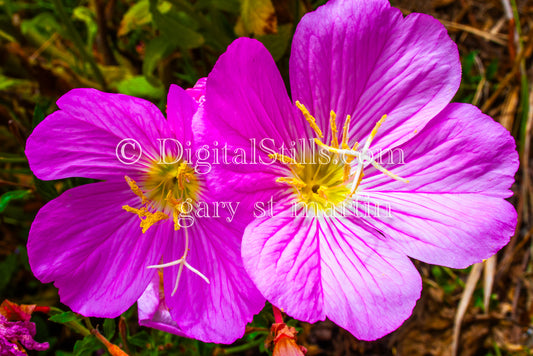 Copy of Pink flowers