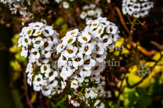 Sweet alyssum Flowers Digital, Scenery, Flowers