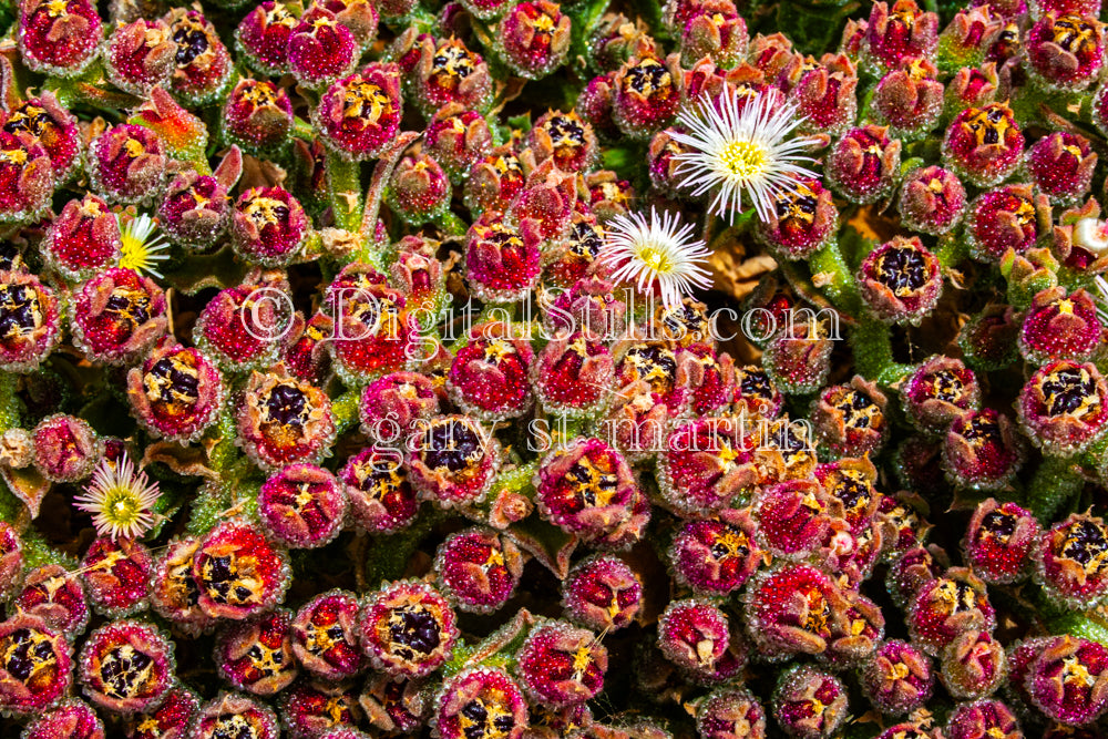 Common Iceplant Digital, Scenery, Flowers