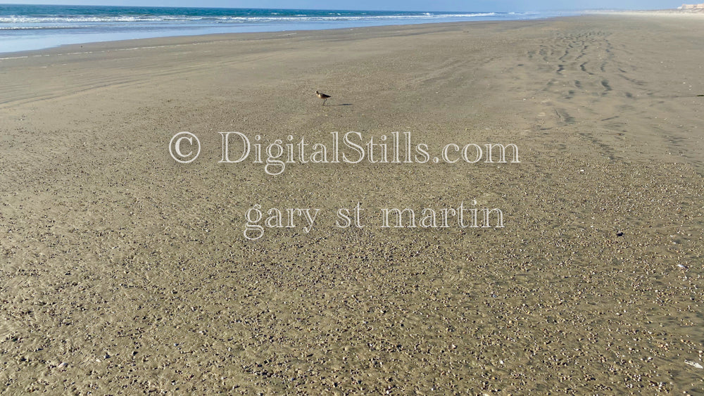 Bird alone on the beach, digital sunset