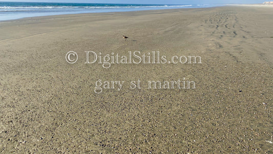 Bird alone on the beach, digital sunset