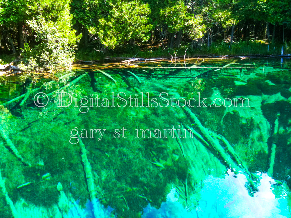 Giant trees at the bottom got the water, Big Springs, digital big springs