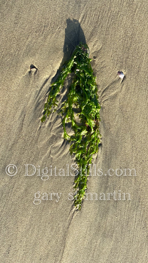 Bright green kelp, digital sunset