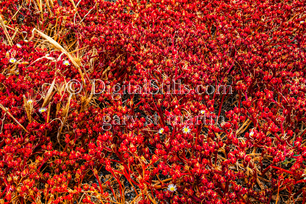 Slender Leaf Iceplant Digital, Scenery, Flowers