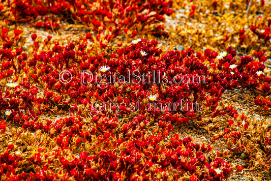 Red Slenderleaf Iceplant Digital, Scenery, Flowers