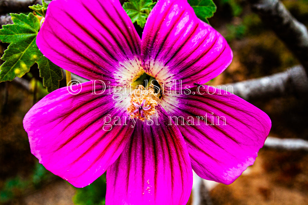 Island Mallow Pink Flower Digital, Scenery, Flowers