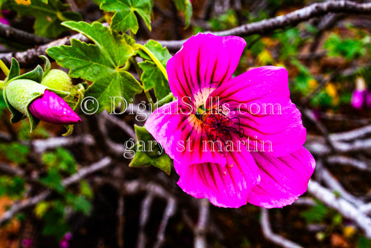 Wide View Island Mallow Pink Flower Digital, Scenery, Flowers