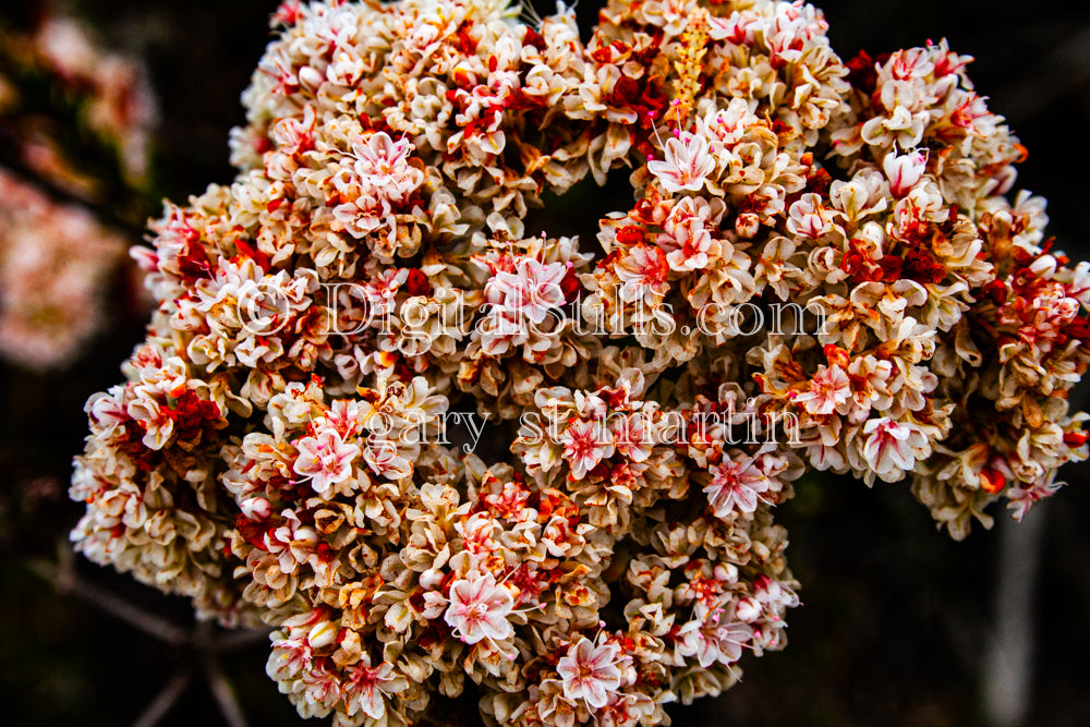 California Buckwheat Digital, Scenery, Flowers