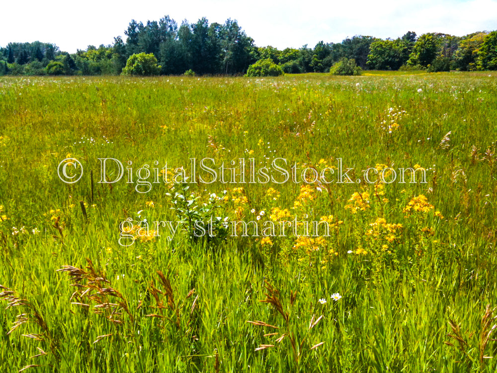 Standing in a big green field, digital Grand Marais