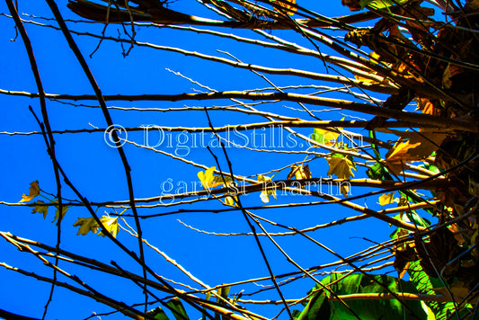 Mulberry Tree Digital, Scenery, Flowers