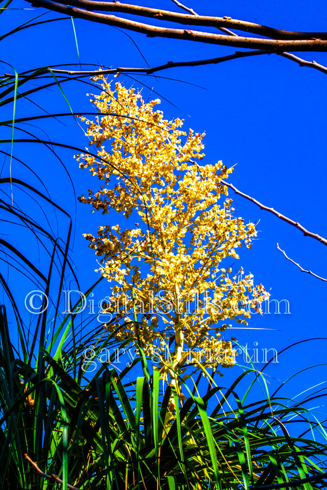 Chaparral Yucca Digital, Scenery, Flowers