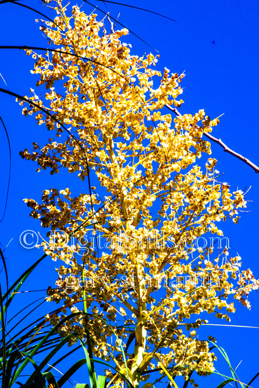 Chaparral Yucca Closeup Digital, Scenery, Flowers