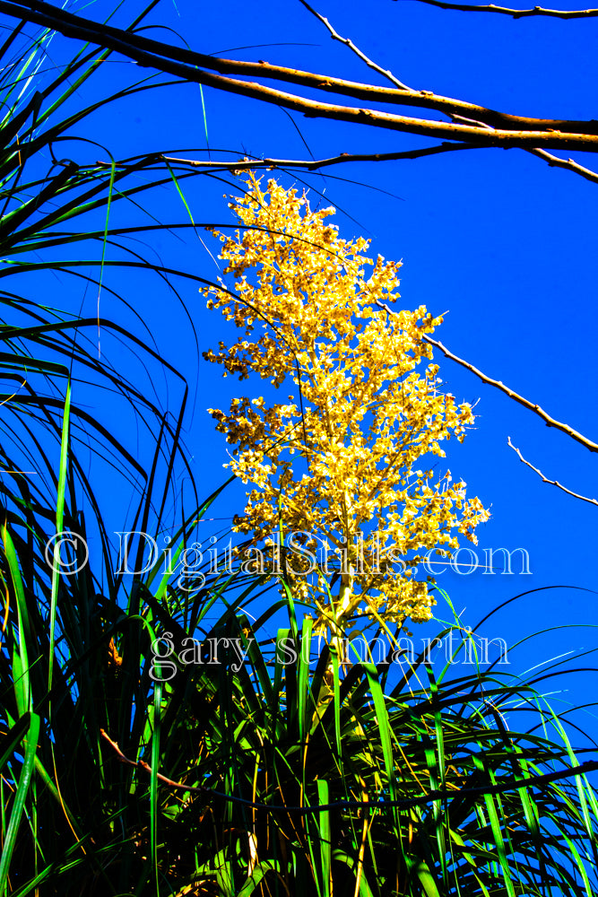 Yellow Chaparral Yucca Closeup Digital, Scenery, Flowers