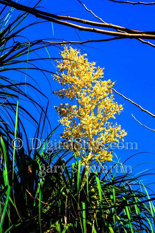 Yellow Chaparral Yucca Closeup Digital, Scenery, Flowers