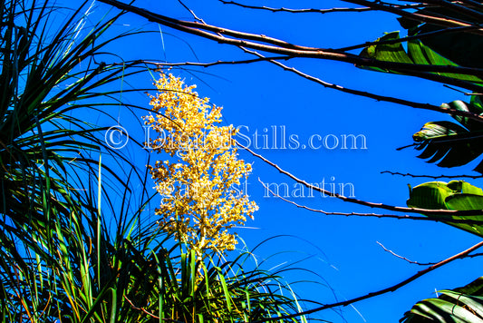 Yellow Chaparral Yucca Wide Angle Digital, Scenery, Flowers