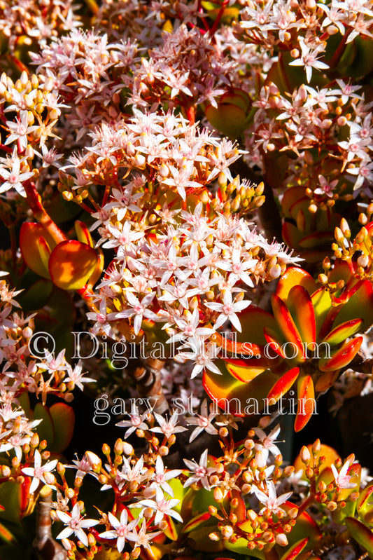 Jade Plant Digital, Scenery, Flowers