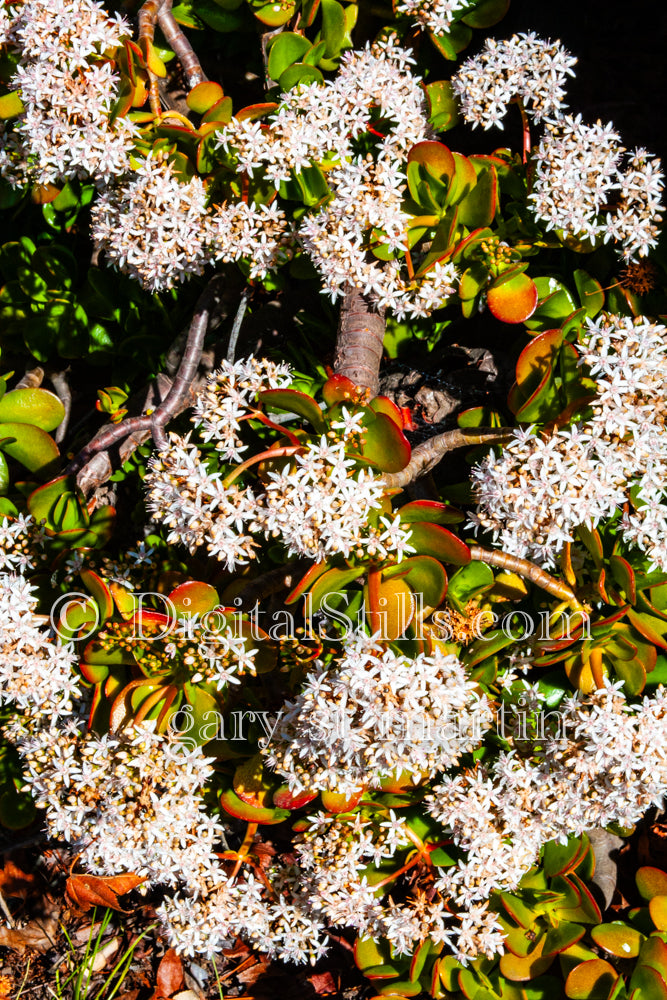 Jade Plant V2 Digital, Scenery, Flowers