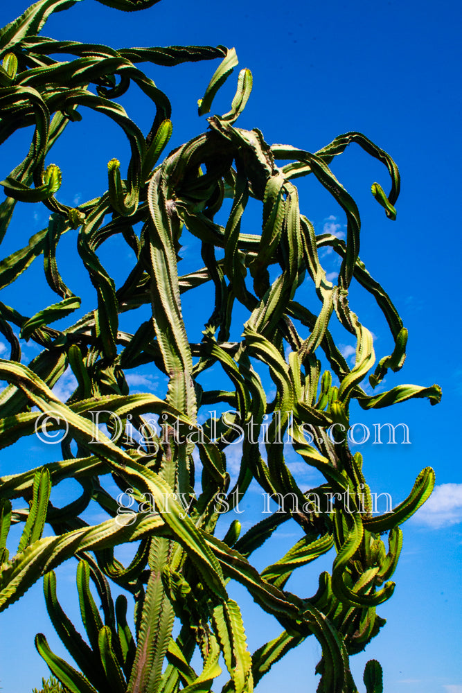 Dragon Fruit Cactus Closeup, Scenery, Desert