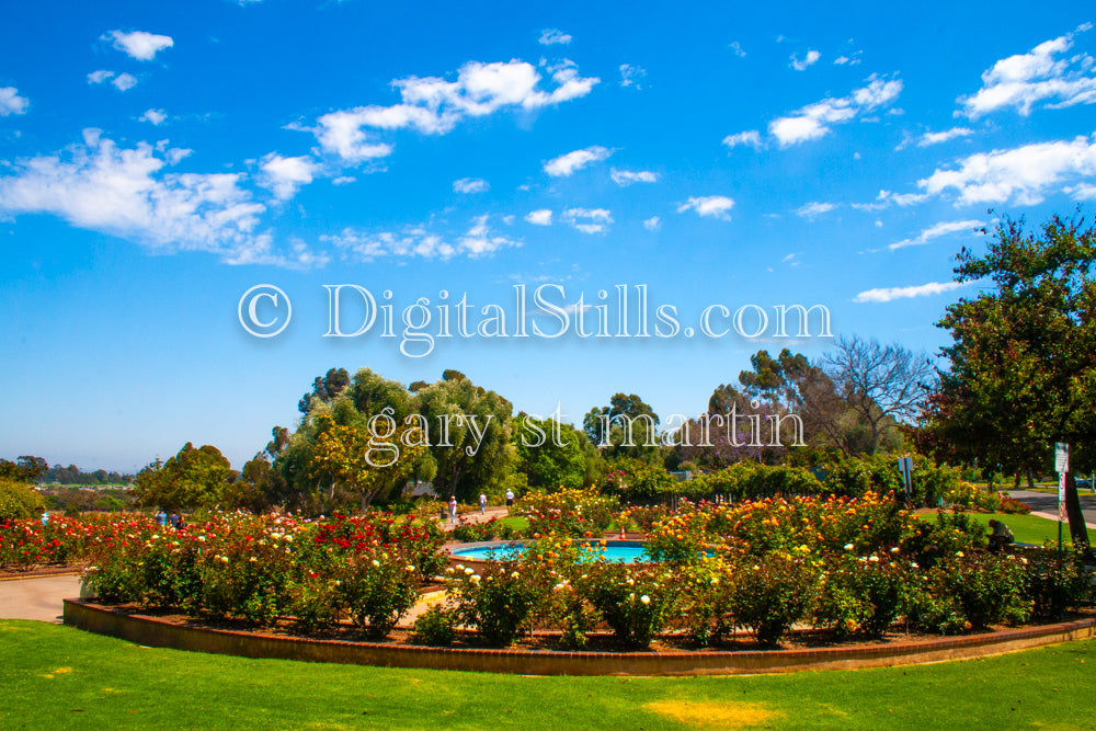 Rose Garden Digital, Scenery, Flowers