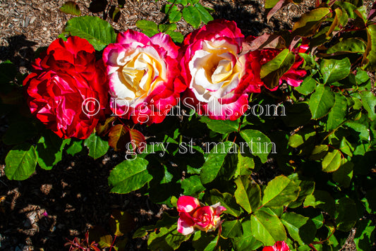 White And Red Rose Digital, Scenery, Flowers