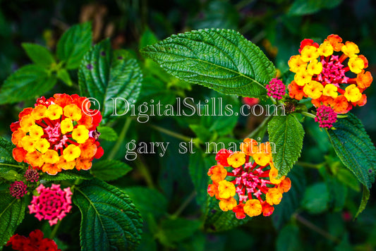 West Indian Lantana Digital, Scenery, Flowers