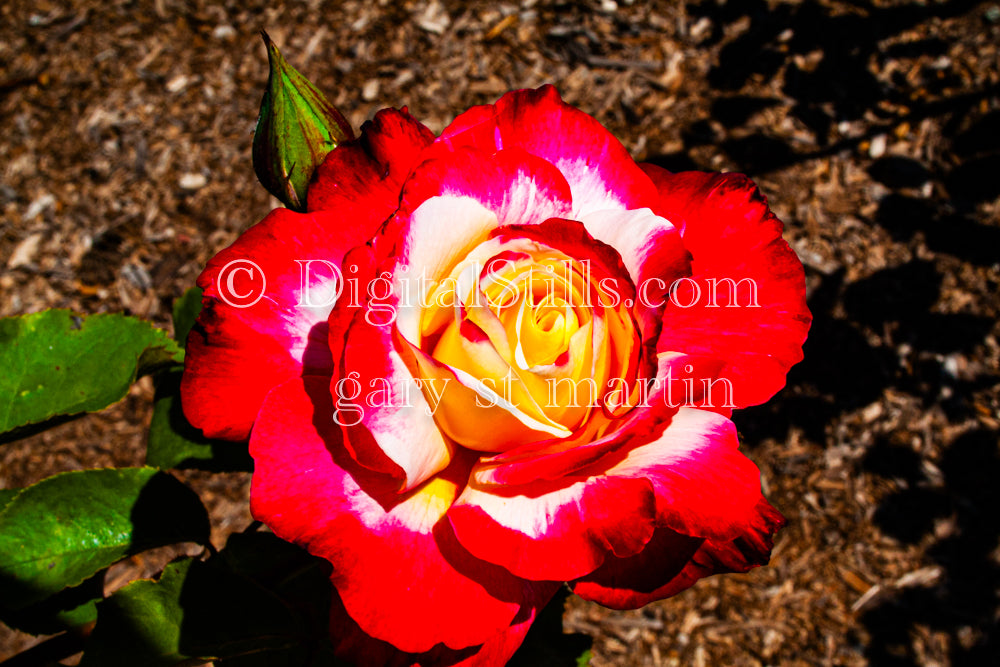 Closeup Of Red White And Orange Rose