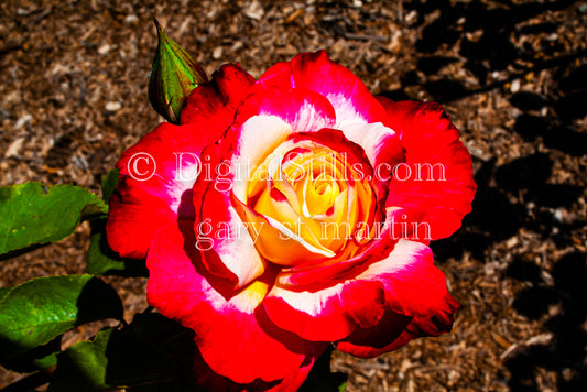 Closeup Of Red White And Orange Rose