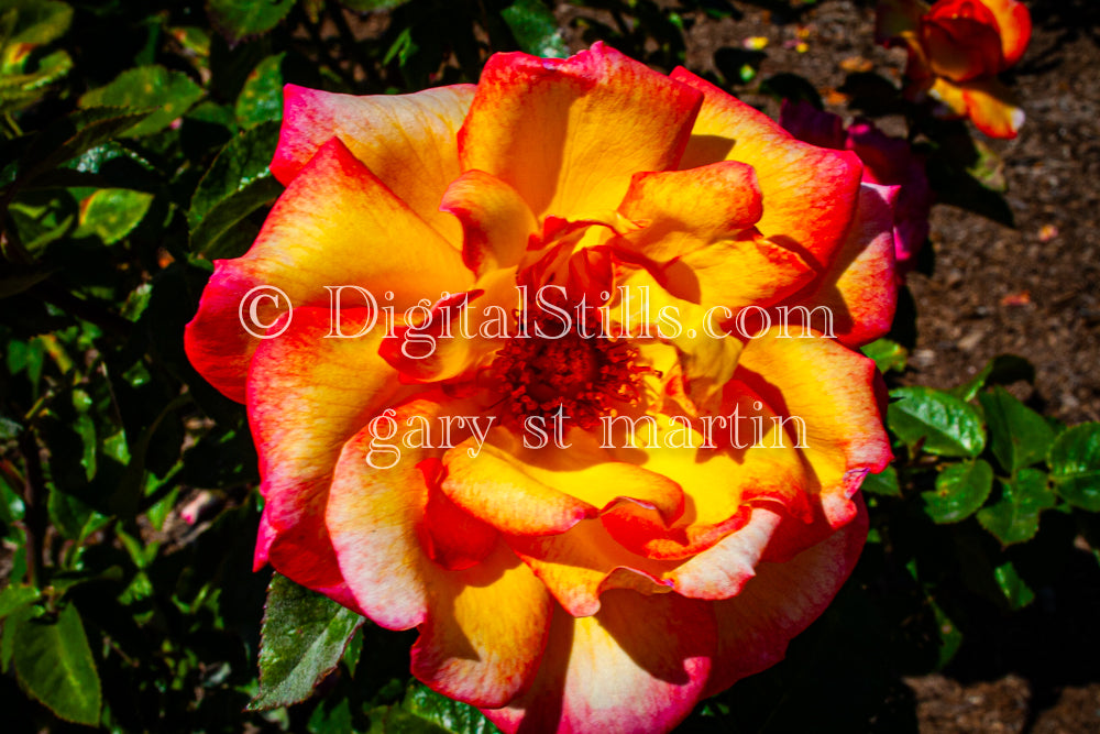 Camellia Rose Digital, Scenery, Flowers