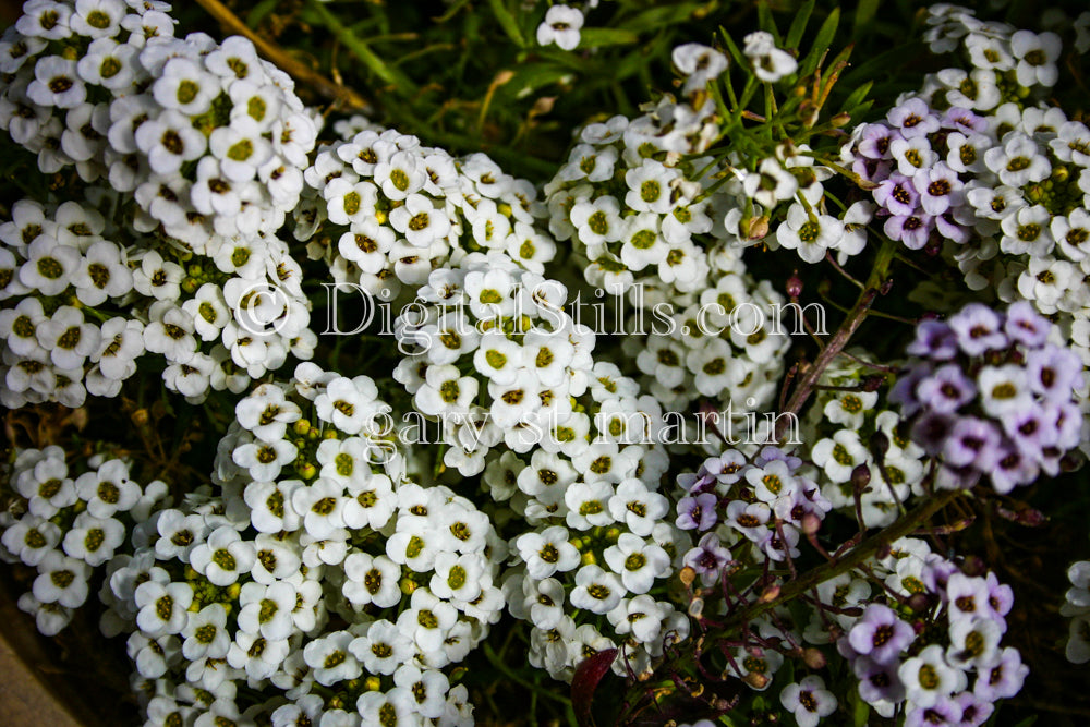 Alyssum white color Digital, Scenery, Flowers