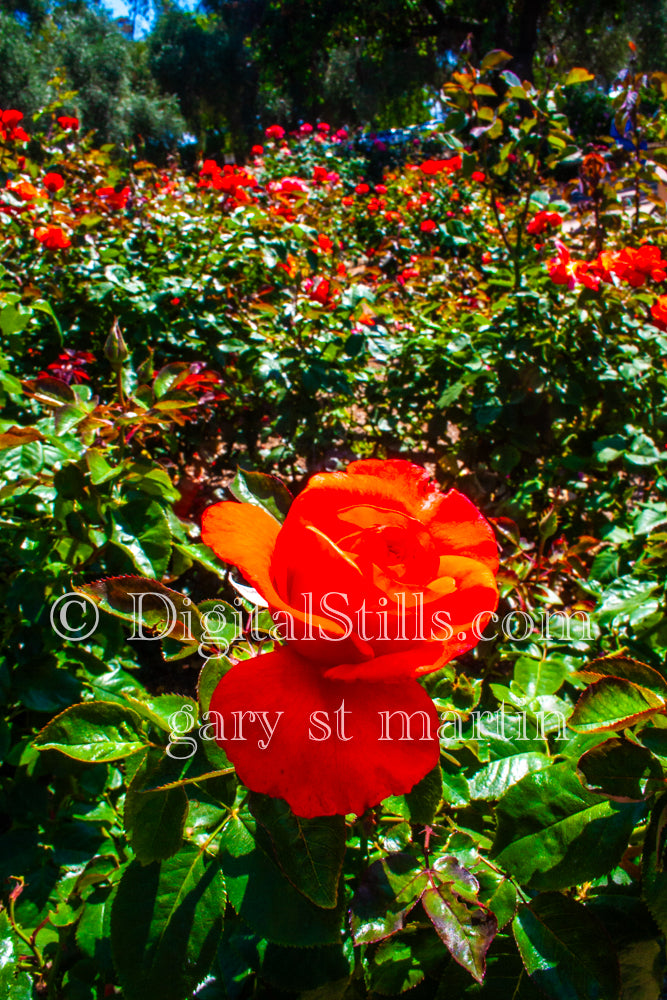 Rugosa Rose Digital, Scenery, Flowers