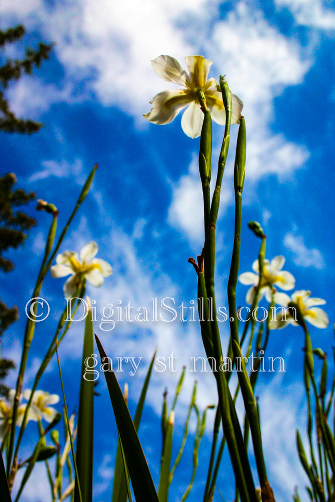 Long And Tall White Flower V2 Digital, Scenery, Flowers