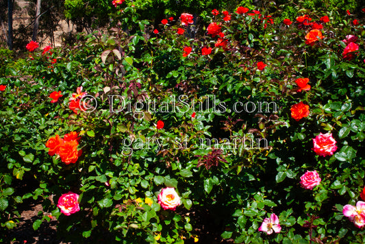 Rose Bush Digital, Scenery, Flowers