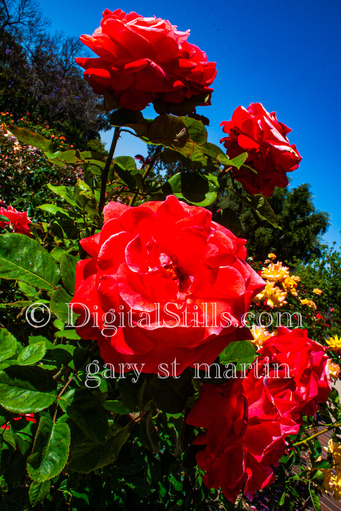 Red Roses Digital, Scenery, Flowers