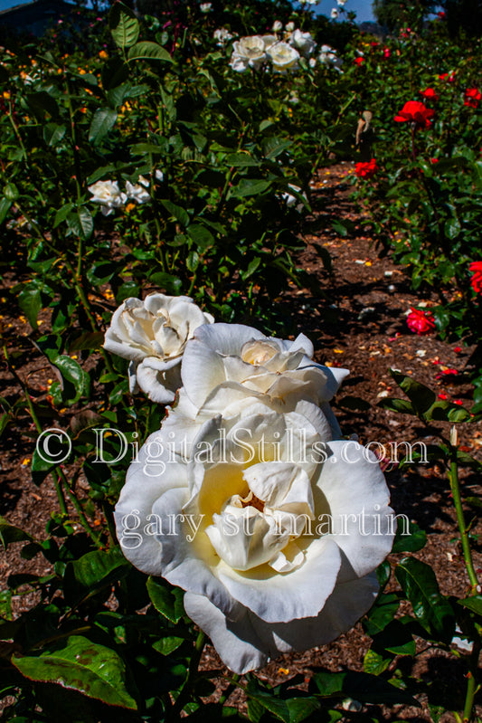 Three White Roses Digital, Scenery, Flowers