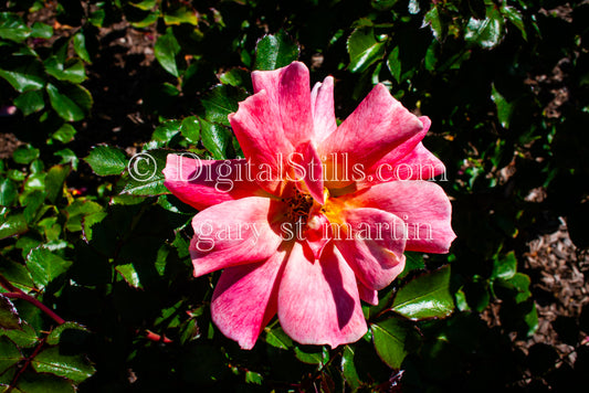 Pink Rugosa Rose Digital, Scenery, Flowers