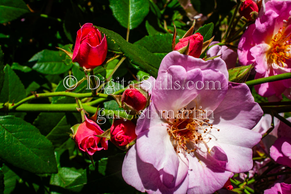 Digital, Scenery, Flowers & Pink Rugosa Roses 