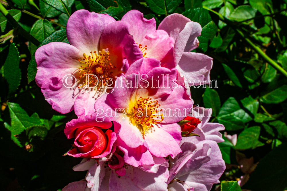 Red & Pink Rugosa Flowers Digital, Scenery, Flowers