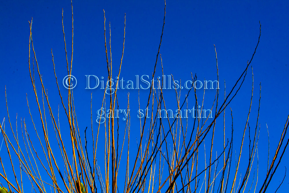 Branches Digital, Scenery, Flowers